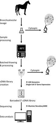 Single-cell gene expression analysis of cryopreserved equine bronchoalveolar cells